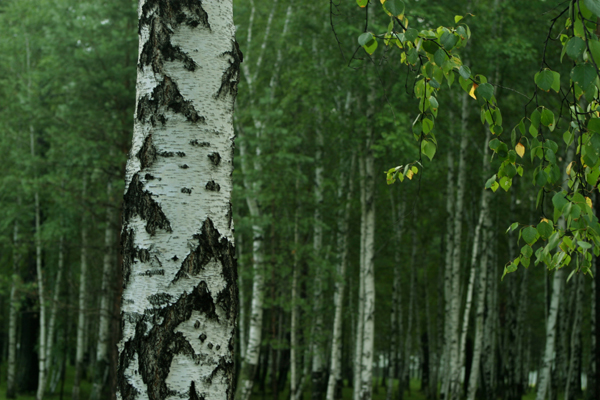 하바로프스크 뱌츠코예 자작나무 숲